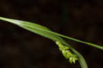 Thinfruit sedge